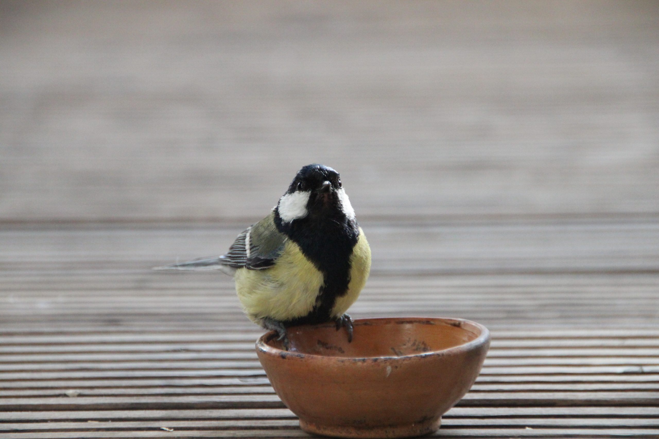 Seedeo „Der Vogel-Garten“ – Samen-Mischung Für 2–3 M² – Blütenreiche Wildblumen Für Vögel & Insekten