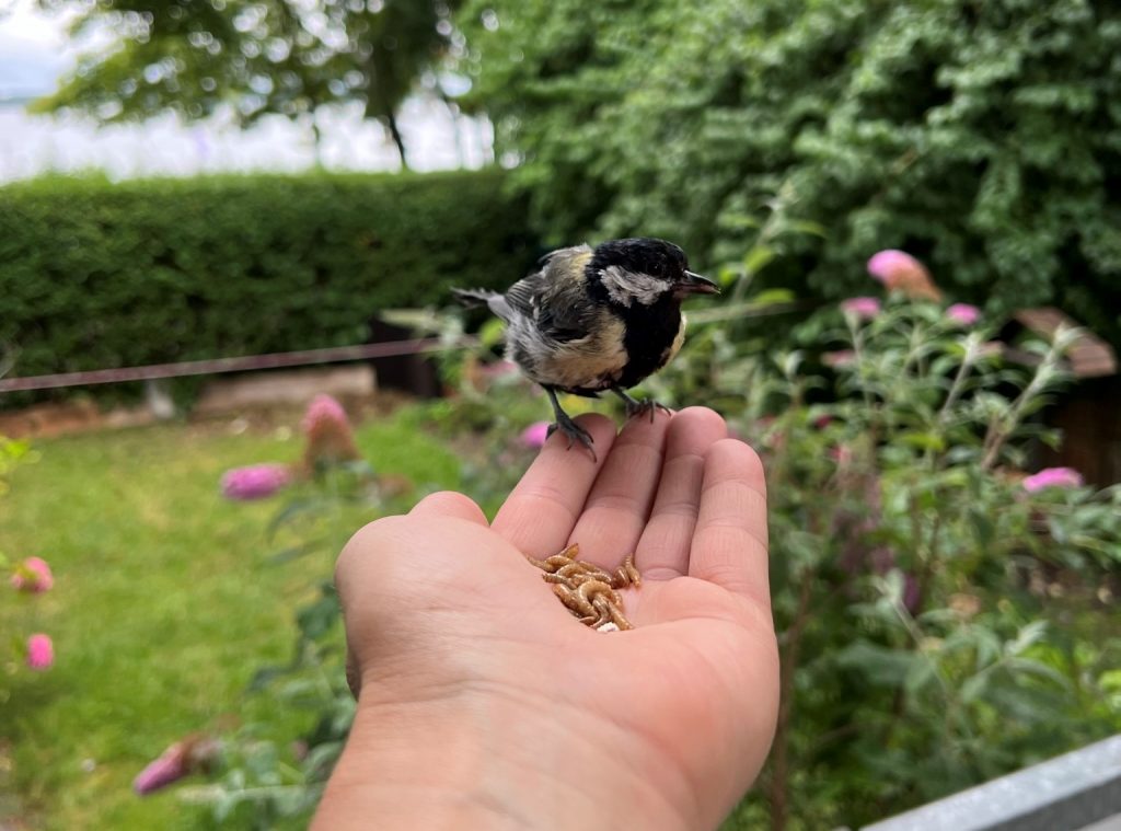 Kohlmeise "Molli" in der Mauser