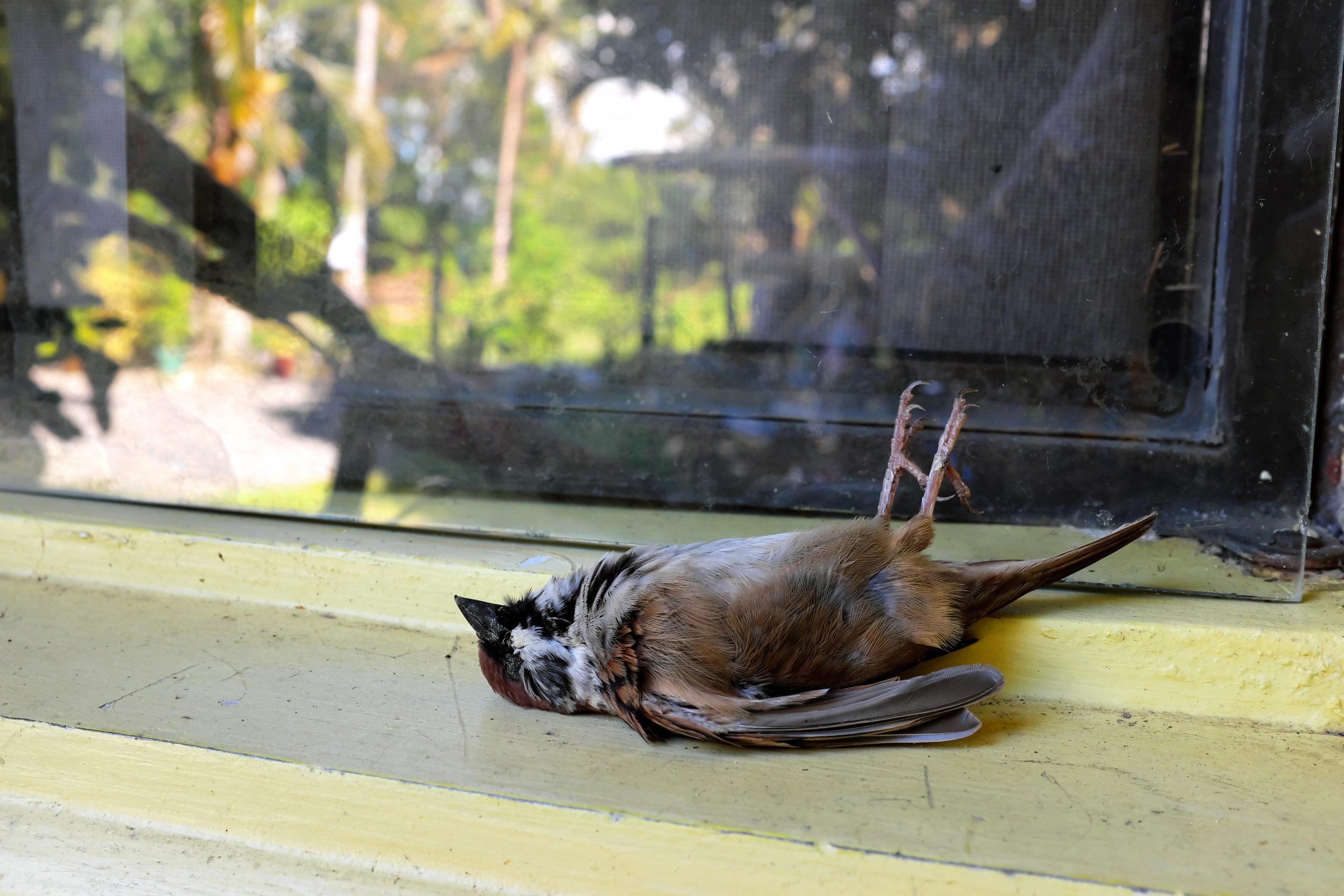Mögliche Ursachen - Tod der Elternvögel: Glasunfall