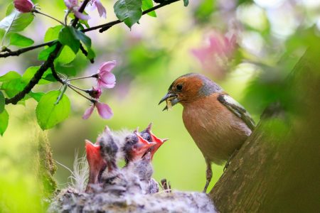 Buchfink-Männchen füttert Junge im Nest